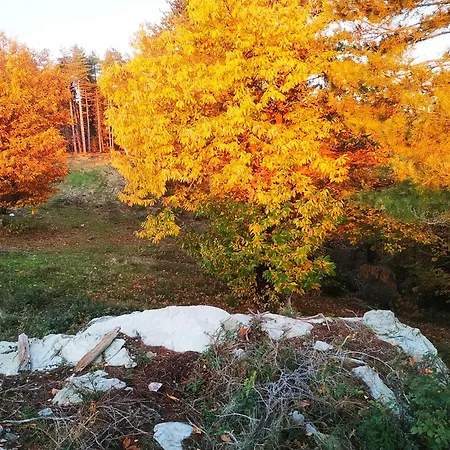 Du Pin En Cevennes *